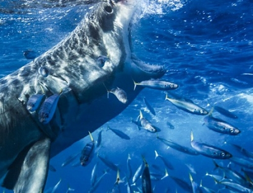 27 tubarões brancos identificados em 2 dias!
