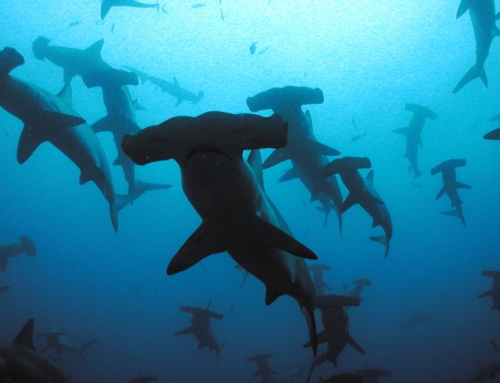 5 dicas para quem quer mergulhar em Galápagos!